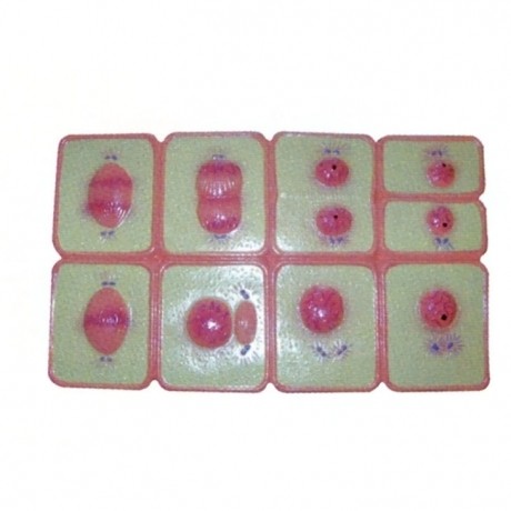 動物細胞有絲分裂模型