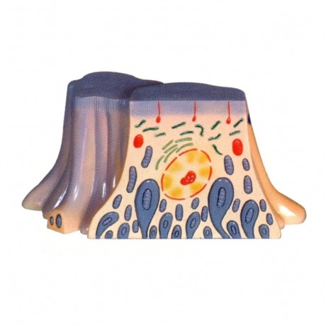 腎臟近曲小管上皮細胞的超微結(jié)構(gòu)模型