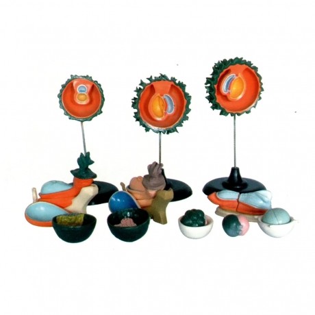 人胚受精、卵裂和胚泡形成過(guò)程模型