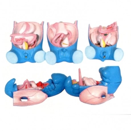 消化、呼吸、泌尿生殖、體腔的發(fā)生模型