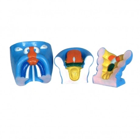 口腔、鼻及舌的發(fā)生模型 