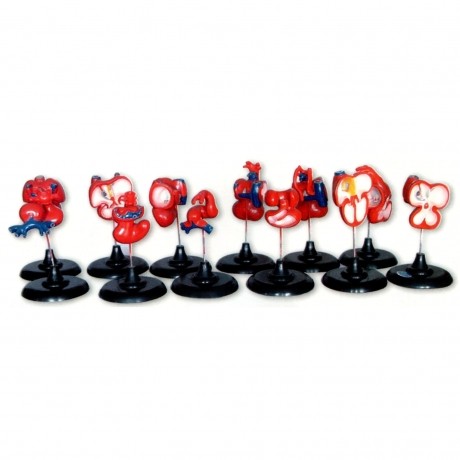 心臟發(fā)生模型