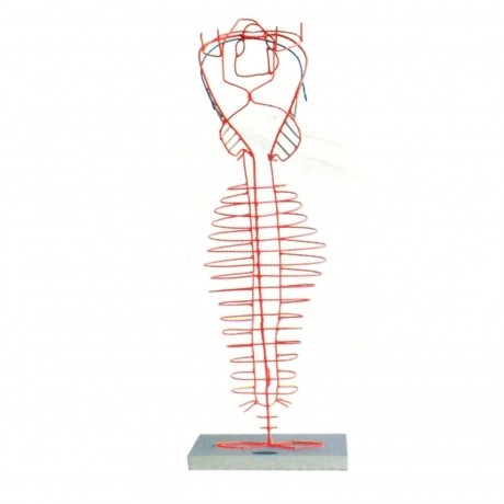 背主動(dòng)脈的演變模型