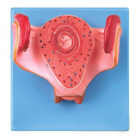 一個(gè)月胚胎模型