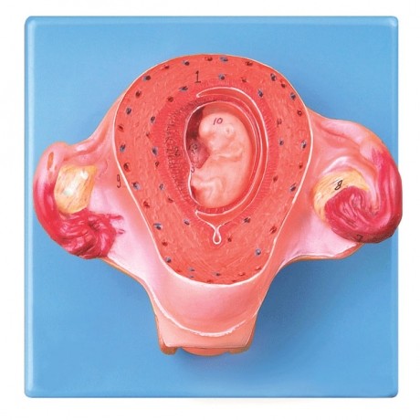 二個(gè)月胚胎模型