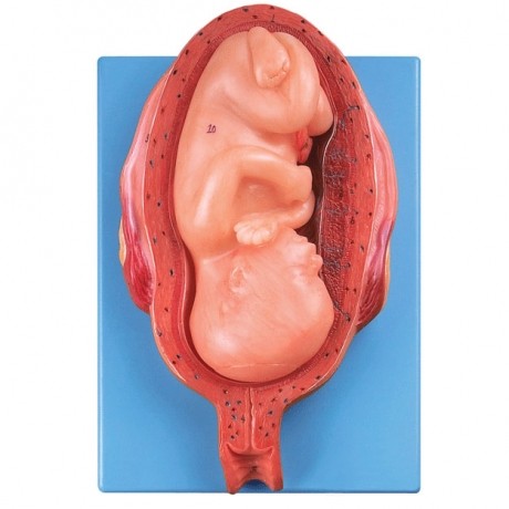 七個(gè)月胚胎模型