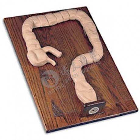 乙狀結(jié)腸鏡檢查模型