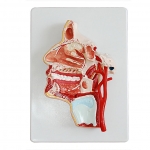 頭部內(nèi)側(cè)面血管神經(jīng)模型