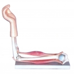 肘關節(jié)模型