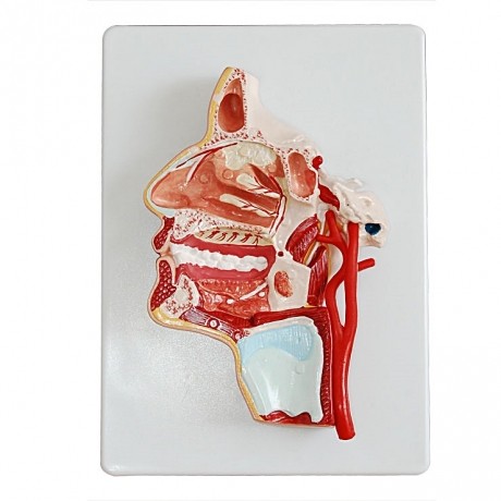 頭部內側面血管神經(jīng)模型