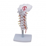 頸椎帶頸動(dòng)脈、后枕骨、椎間盤與神經(jīng)模型