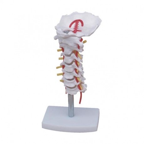 頸椎帶頸動脈、后枕骨、椎間盤與神經(jīng)模型