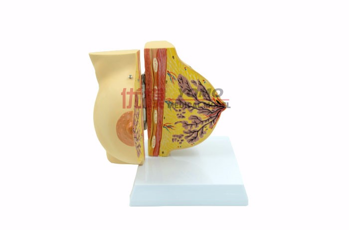 女性靜止期乳房模型