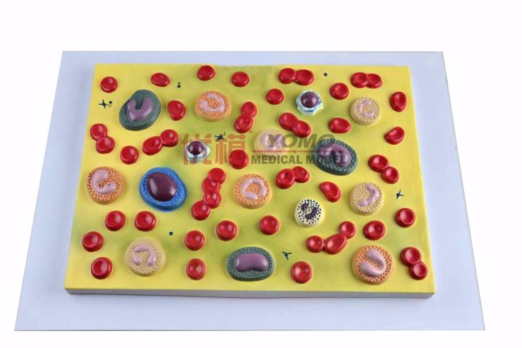 血細胞模型