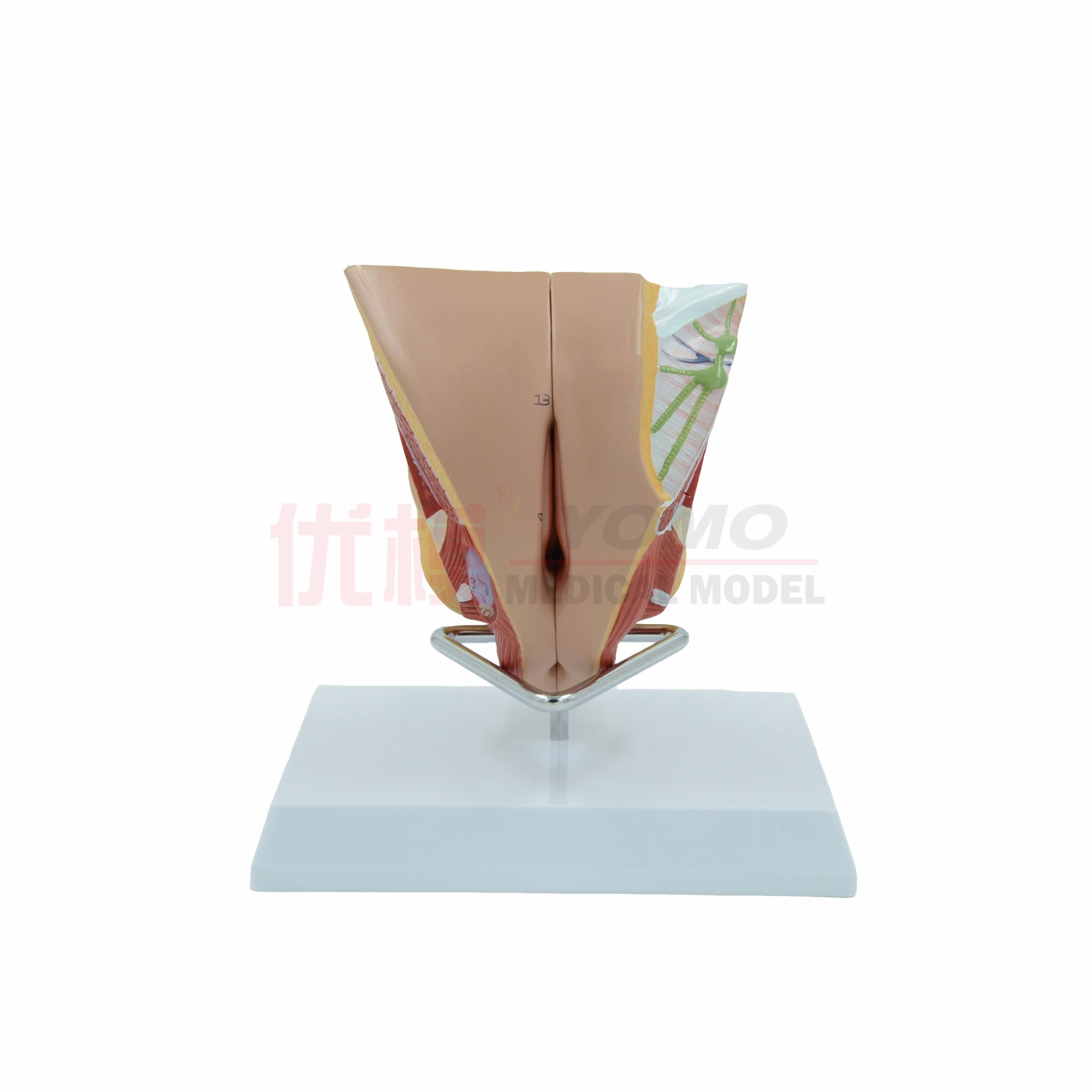 女性?xún)?nèi)外生殖器系統(tǒng)模型