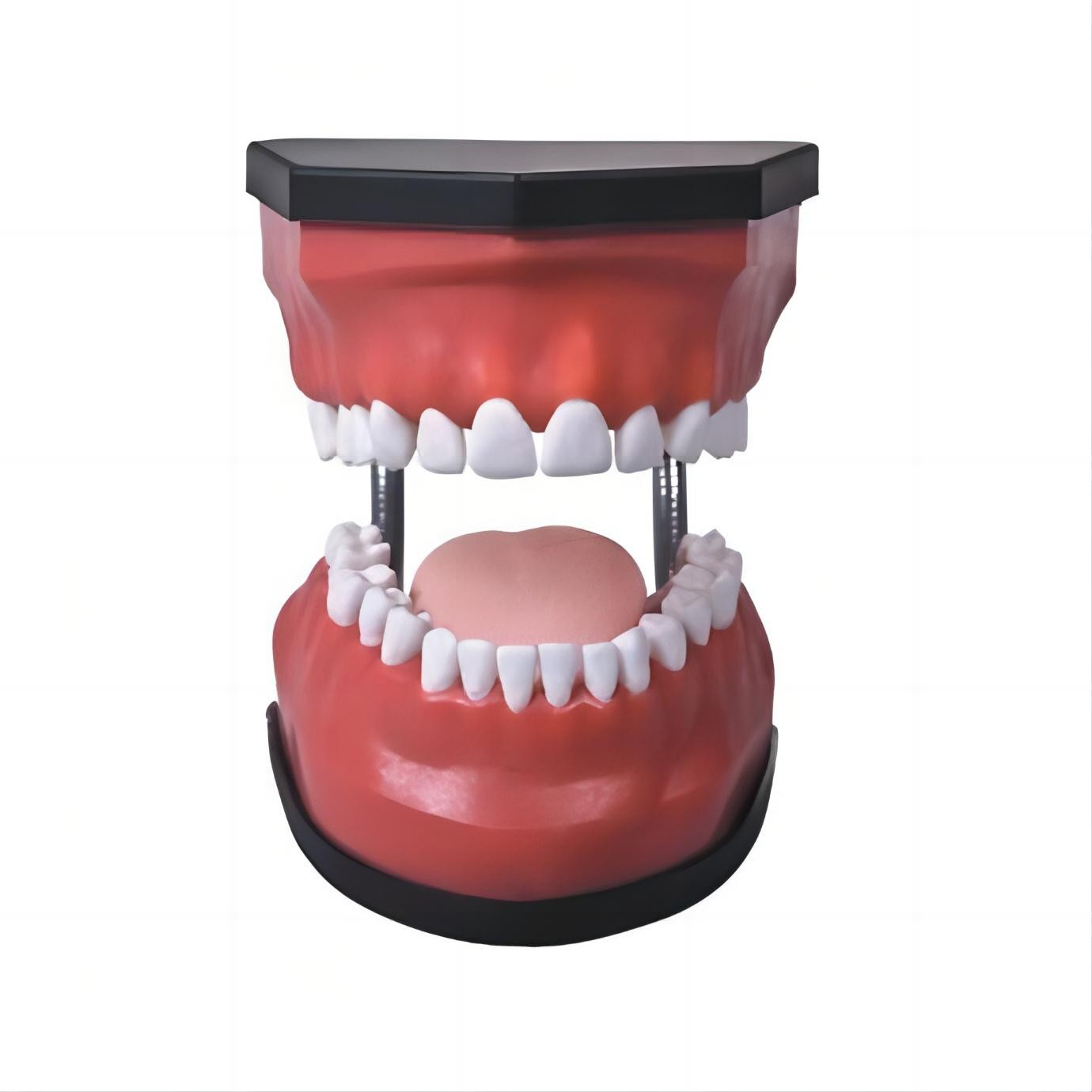 豪華型牙護(hù)理保健模型（32顆牙，可脫卸）（放大5倍）