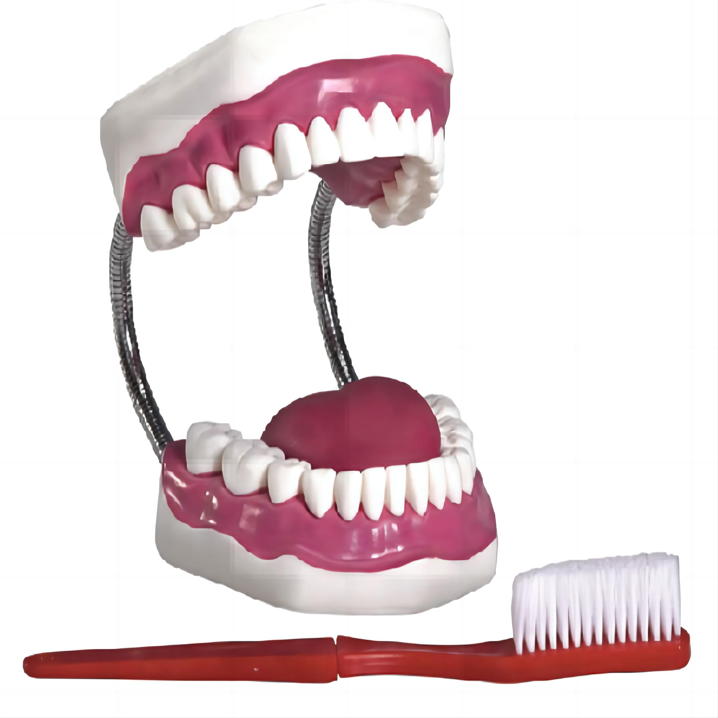 豪華型牙護(hù)理保健模型（32顆牙，可脫卸）（放大5倍）