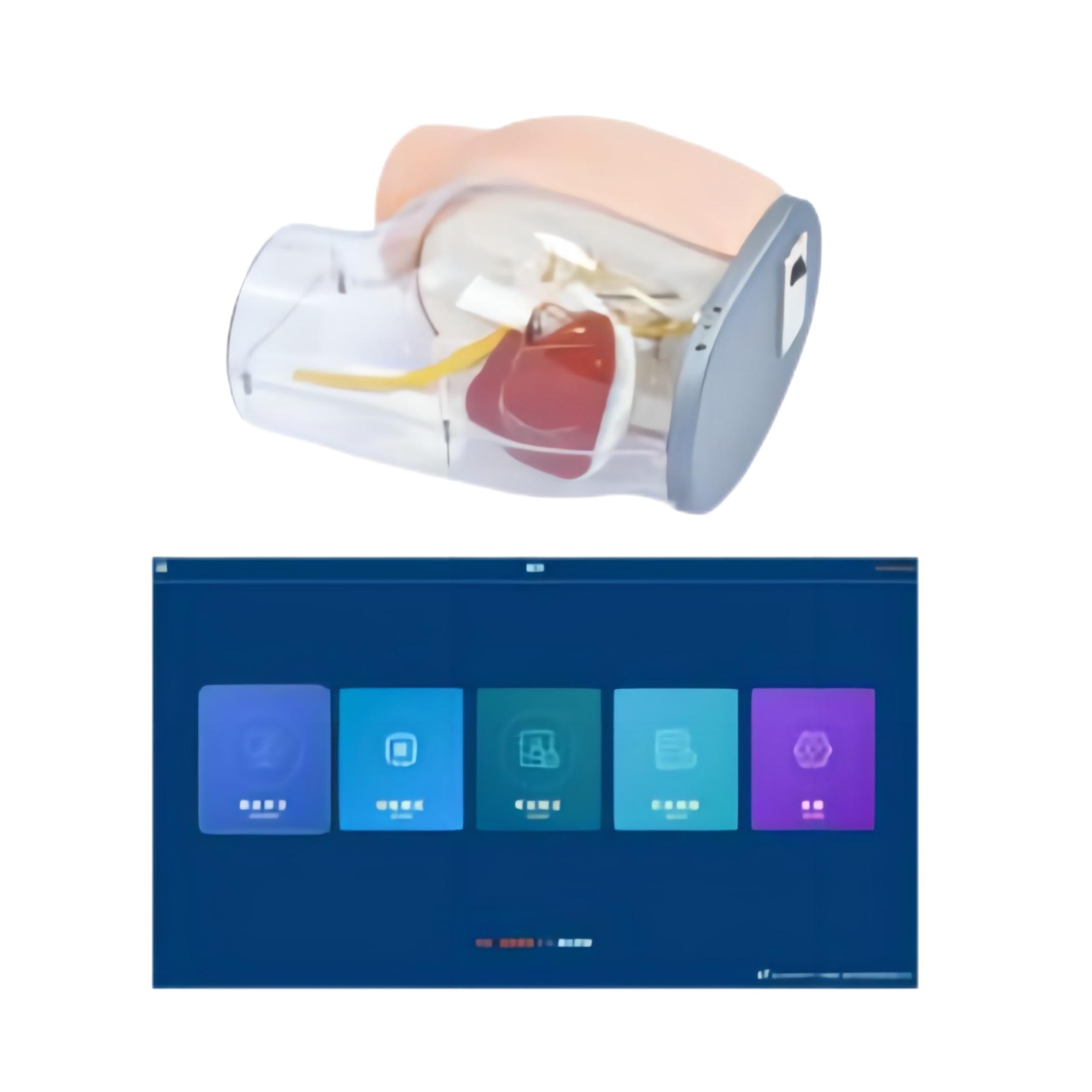 高級(jí)臀部肌肉注射及透明對(duì)比模型（軟件版）