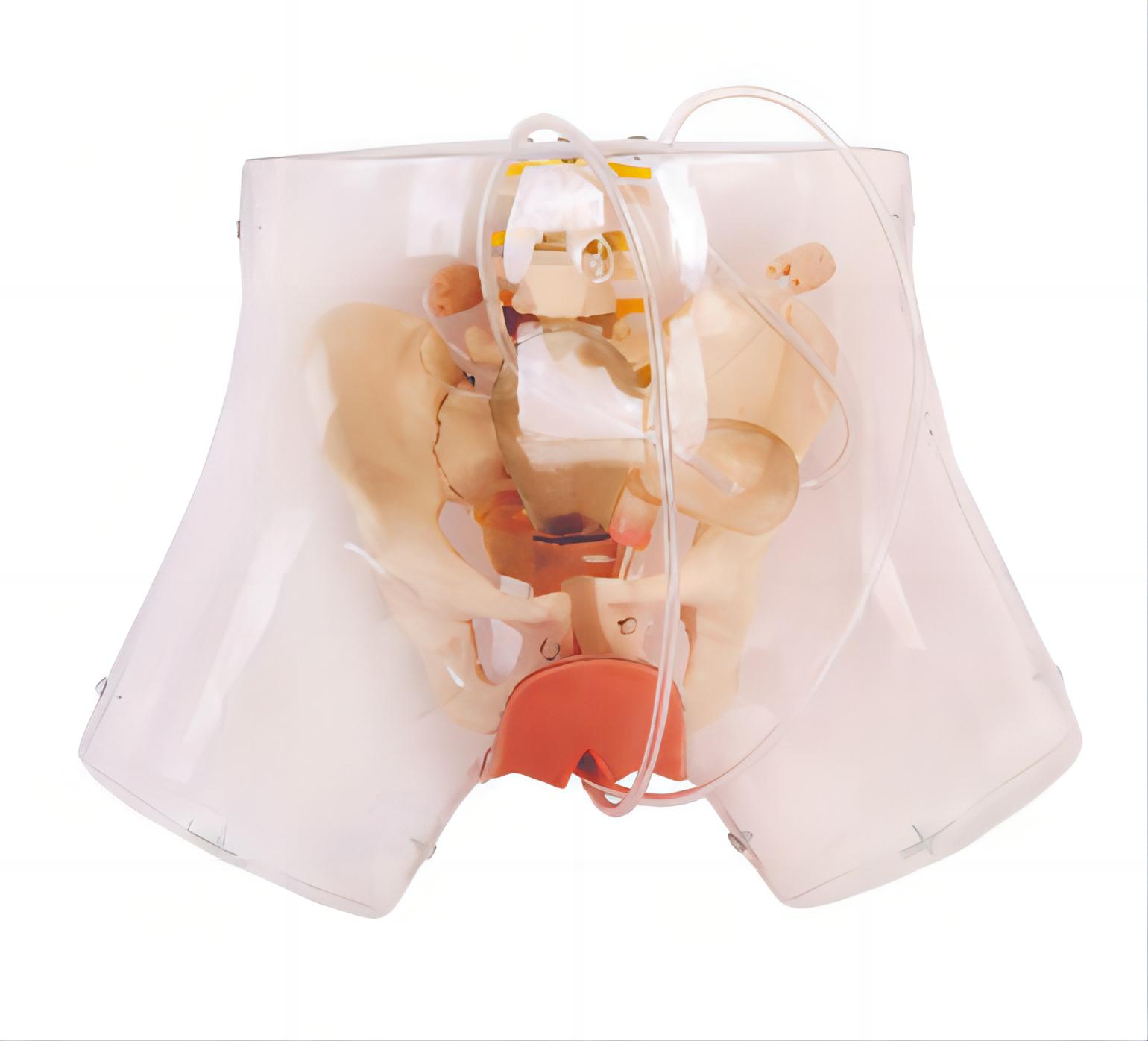 高級(jí)透明刮宮模型