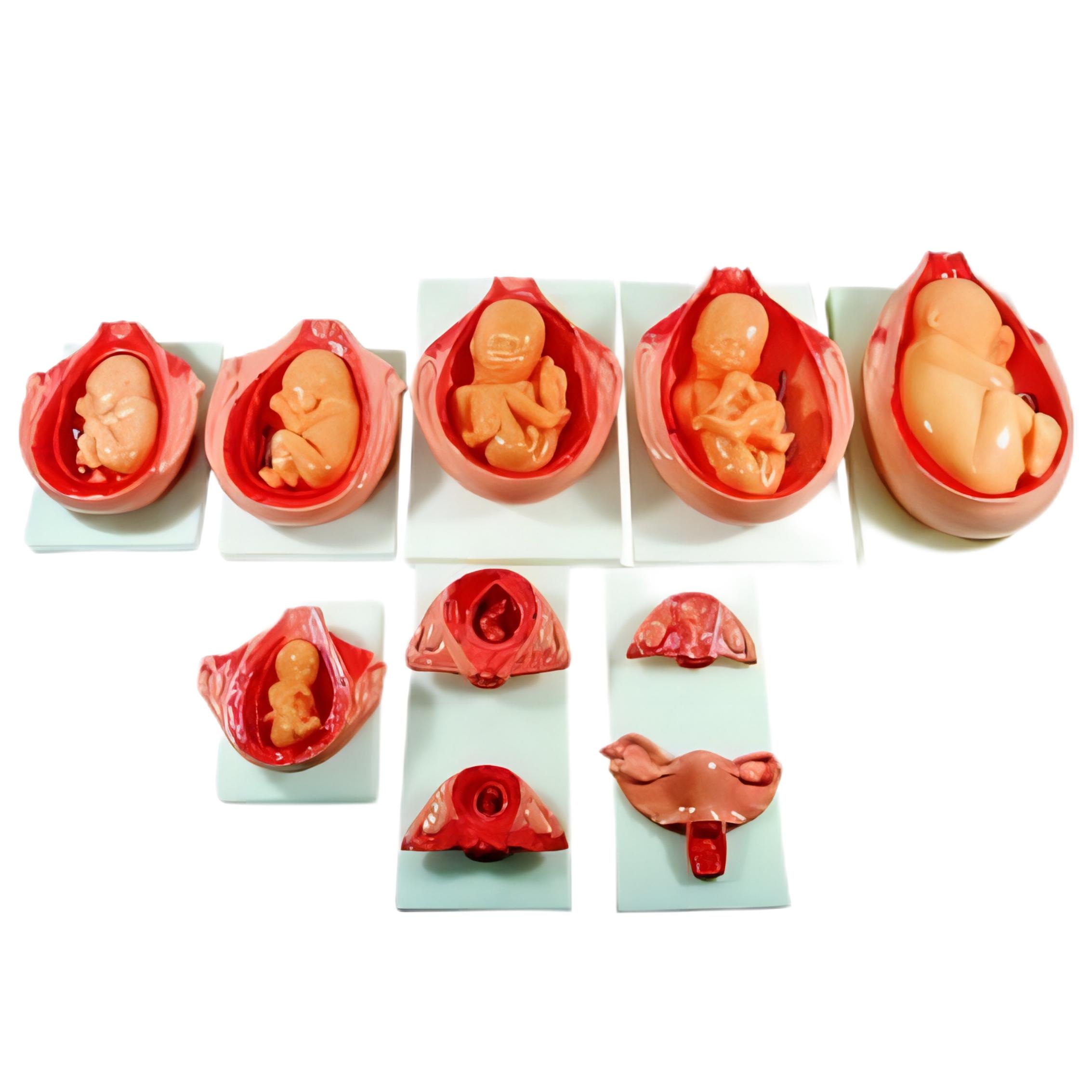 胎兒妊娠發(fā)育過(guò)程模型