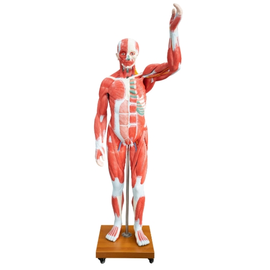 真人大小人體肌肉模型 29 個(gè)零件