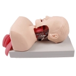 高級人體氣管插管訓練模型