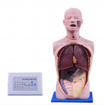 高級透明洗胃訓(xùn)練模型