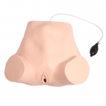 四步觸診、肛查、陰道檢查訓(xùn)練模型