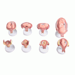 胎兒(胚胎)妊娠發(fā)育過(guò)程模型