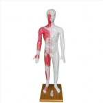 人體針灸模型170cm