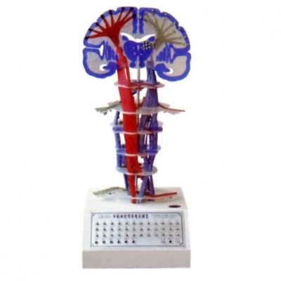 中樞神經(jīng)傳導(dǎo)電動模型