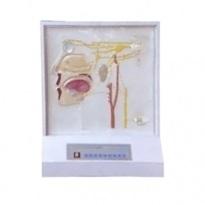 頭面部自主神經(jīng)分布電動模型