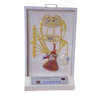 心的神經(jīng)支配電動模型， 心臟神經(jīng)支配模型， 醫(yī)學(xué)教學(xué)模型