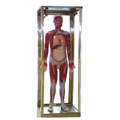 全身神經(jīng)傳導(dǎo)電動(dòng)模型