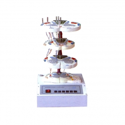 脊髓的內(nèi)部結(jié)構(gòu)和上、下行纖維電動(dòng)模型