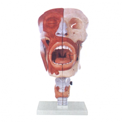 鼻、口、咽、喉腔模型