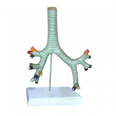 氣管、支氣管及肺段支氣管模型