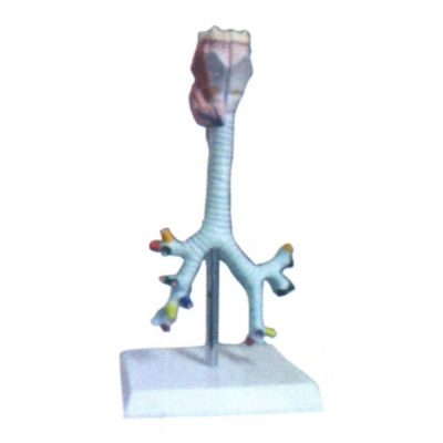 喉、氣管、支氣管及肺段支氣管解剖模型