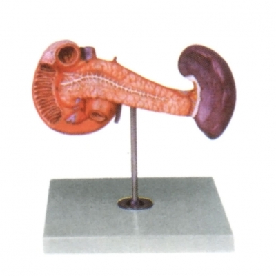 胰、十二指腸和脾模型