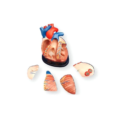 中型心臟解剖模型 