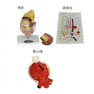 腎臟、腎單位、腎小球放大模型