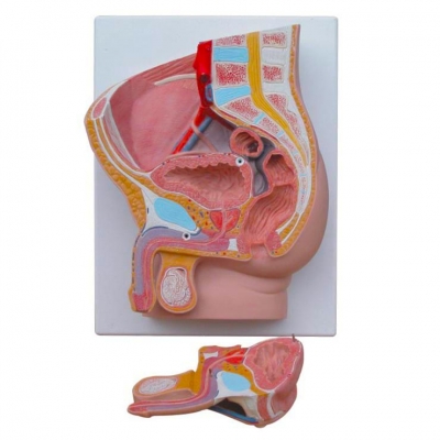 男性盆腔正中矢狀切面模型（2件）