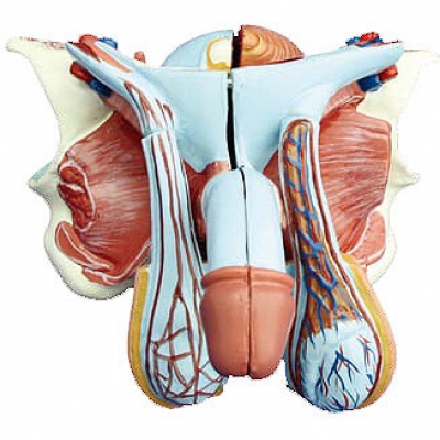 高級男性內(nèi)外生殖器模型 