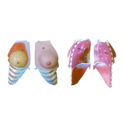 女性乳房解剖模型