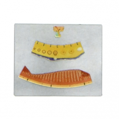 月經(jīng)周期模型