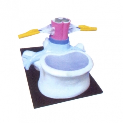 椎骨和脊髓、脊神經(jīng)關(guān)系模型