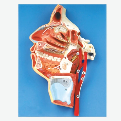 口、鼻、咽、喉內(nèi)側(cè)面血管神經(jīng)模型