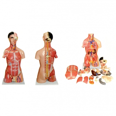 兩性人體頭、頸、軀干模型(28部件）