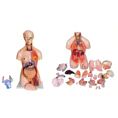 兩性人體頭、頸、軀干模型(41部件）