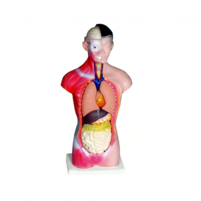 人體頭、頸、軀干模型(7部件)